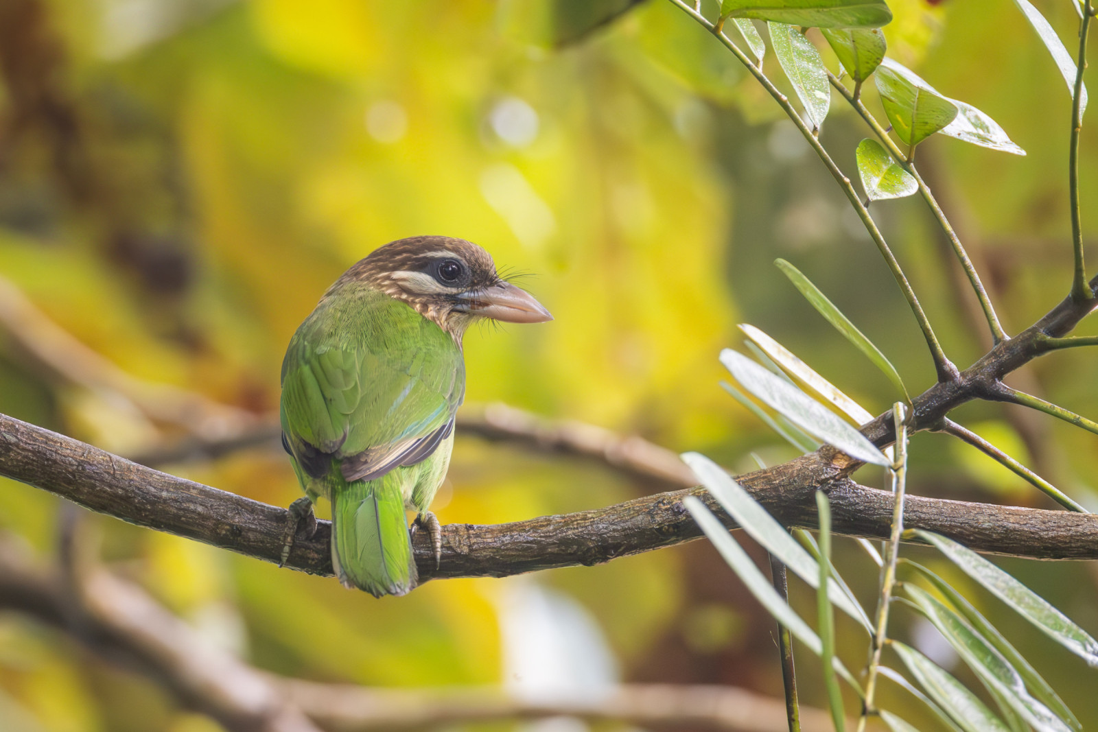 image White-cheeked Barbet